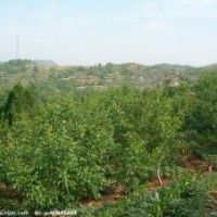 大量供应新品种核桃树