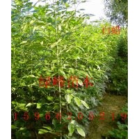 供１－３米【速生国槐＼白腊＼法桐】春树＼【垂柳小苗＼毛白杨苗