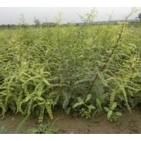 供应山西大量皂角苗、优惠价格供应