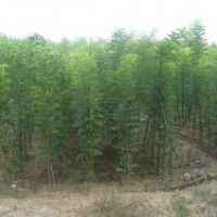 合欢树价格合欢树苗价格1-5公分合欢小苗价格