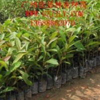 杜英营养苗杜英种子供应杜英价格优惠