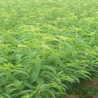 1-25公分国槐 1-10公分刺槐树 1-10公分山桃