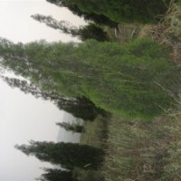 葡萄苗 苹果苗 冬青 山桃 枣树 火炬树苗 五角枫 山桃