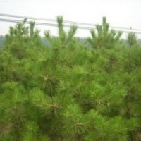 营养袋、营养杯、定植、侧柏苗、油松苗