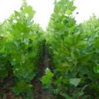 特价供应速生法桐小苗、白蜡小苗、国槐小苗、柳树小苗、北栾小苗