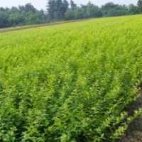 大量金叶女贞出售工程苗