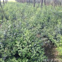 四川毛叶丁香，泸州毛叶丁香，毛叶丁香价格