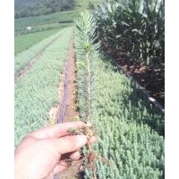 出售樟子松云杉红松黑松