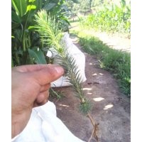 出售樟子松云杉黑松红松