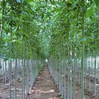 常年大量供应毛白杨|种苗炮念和一条鞭|国槐|白腊|柳树| 107速生