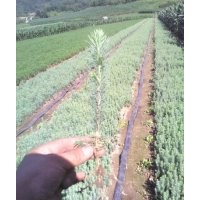 出售云杉 云杉苗