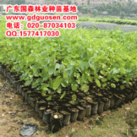 宫粉紫荆—宫粉紫荆小苗_宫粉紫荆价格