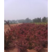 红叶小檗
