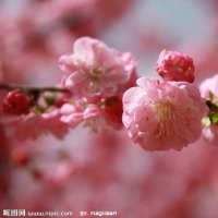 樱花6公分、16公分 银杏12公分、银杏25公分架接、20公分、