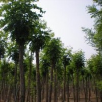 出售大量8-10公分香花槐，价格面议