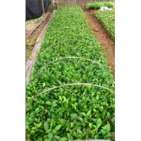 供应金花茶苗 南宁央大公司