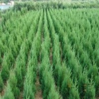 40-50厘米高桧柏苗批发江苏桧柏苗基地直销