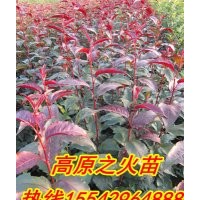 光辉海棠苗，北美海棠苗，红肉海棠苗