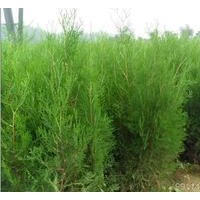 供应莒南側柏苗