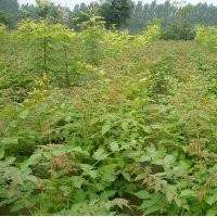 栾树小苗，栾树苗价格，栾树苗