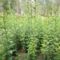 江苏批发大叶女贞苗高杆女贞苗桢树苗四季常青庭院绿化树苗