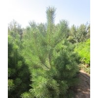 樟子松树苗销售