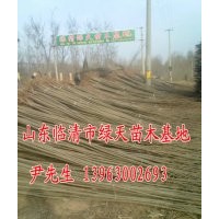 杨树苗 107杨树苗 107种条