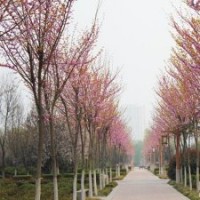 江苏巨紫荆树苗无可比拟的世界级速生观花大乔木