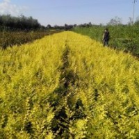 卖自家苗金叶榆