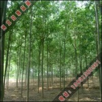 速生柳小苗怎么过冬