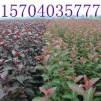 辽宁光辉海棠/吉林光辉海棠