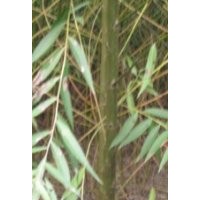 美国竹柳青峰苗木培育基地