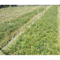 供应红豆杉、桂花、香樟、杜英等小苗