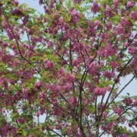 哪里的香花槐花期最长