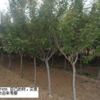 大量樱花出售1-30公分