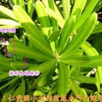 台湾兰屿罗汉松小苗批发