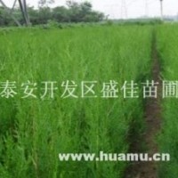 1米侧柏小苗，2年生侧柏苗价格