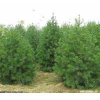白皮松占地苗/白皮松工程苗/白皮松种子