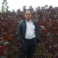 大量供应二代全红杨插条50万