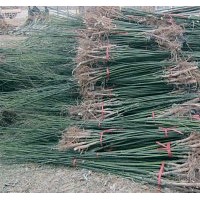 国槐苗，4.5.6公分国槐，7.8.10公分国槐