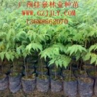 栾树批发商供应优质栾树营养苗栾树种子量大从优