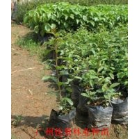 小叶紫薇营养苗小叶紫薇小袋苗供应小叶紫薇价格优惠