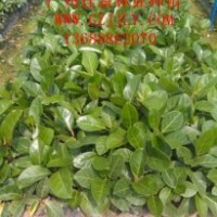 高山榕养苗高山榕小袋苗高山榕种子，到广广州佳景林业种苗苗圃