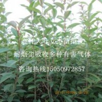 1.5米高大叶女贞苗批发江苏紫薇园艺基地直销看货起苗