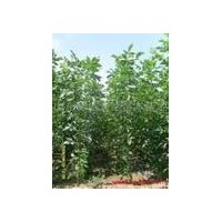 直销绿化小苗白蜡苗 白腊小苗低价批发