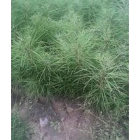 葡萄苗、花椒苗、白皮松、侧柏、垂柳、刺槐苗、毛白杨