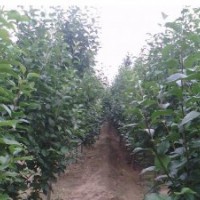 出售八棱海棠树