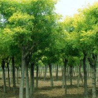 供应国槐哪里有油松哪里有1-400白皮松