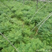 蓝花楹苗，重庆蓝花楹苗，蓝花楹苗图片