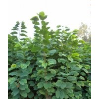 泸州兴隆园林公司供应羊蹄甲苗，羊蹄甲苗价格